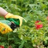 Как сохранить сад на долгие годы: рекомендации по уходу